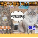 펫홈 반려동물용품백화점 네이버블로그
