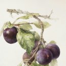 보테니컬 아트 이미지