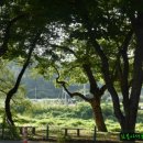 영천 자천리의 오리장림-천연기념물 제404호 이미지