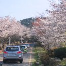 달맞이 벗꽃 과 금정 체육관 가는 뚝길에 피어 있는 개나리 입니다. 이미지