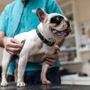 헤이든동물병원 이미지