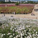 양주 나리공원 천만송이 천일홍축제를 찾아서~~~ 이미지