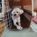 메인동물병원 이미지