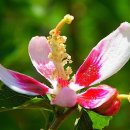 안동무궁화 이미지