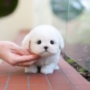 울산 강아지분양 미유펫 네이버블로그