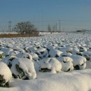 진가네농장 이미지