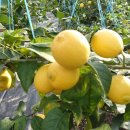 하늘이네 농장 이미지