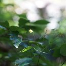 외대으아리Clematis brachyura Maxim. [비추천명 : 고치대꽃,고치대풀, 조령으아리] 이미지