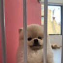 써니애견 이미지