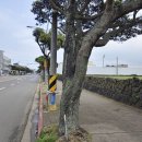G1114 이미지
