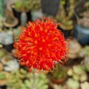 칠석농장 이미지