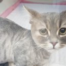 이쁘냥 고양이미용실 서대문점 이미지