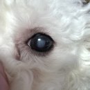 브라운동물병원 | 🐶 마이브라운 펫보험 서포터즈 ‘브라운즈’ 1기 발대식 후기