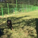 대구애견스쿨 이미지