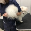 THE반하개 이미지