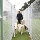 폼나"개" 이미지