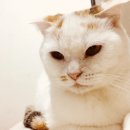 냥이친구 이미지