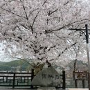 호반나들이길 | [경북] 안동 월영교 벚꽃 만개(04.09) 당일치기 기차 여행 후기