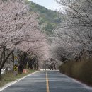 산꽃벚꽃오토캠핑장 이미지