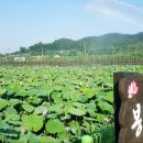 봉정연꽃마을 이미지