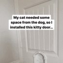 개가 고양이를 너무 따라다녀서 고양이만 다니라고 문을 만들어줌 이미지