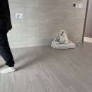 대성애견 이미지