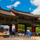 용문산 은행나무길(물소리길 6코스) 이미지