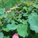 유성농장 2 이미지