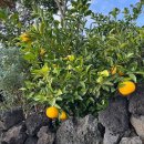 세화스테이 이미지