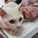 알았당개 이미지