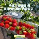 옹골농장 | 겨울 속초 가볼만한 곳 딸기체험 옹골딸기 방문후기
