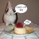 판다토끼