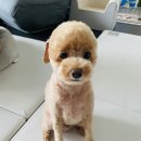 멍주르 이미지