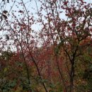 영락고등학교 이미지