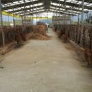 람세스한우농장 이미지