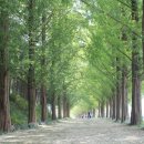 메타세콰이어길 이미지