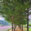 고운뜰길 | [엄마랑 갈만한 곳] 여름 꽃구경 단양 아평쉼뜰 버베나정원 방문 후기_25.08 31
