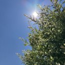 화왕산오토캠핑장 | 경남 창녕 화왕산 오토 캠핑장 (C1)