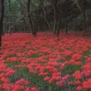선운사꽃무릇