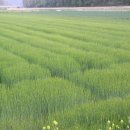 고향에봄 이미지