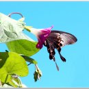 나비야 청산가자 이미지