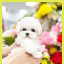 신안동물병원 | 신안강아지무료분양 닥스훈트