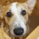 이누아이 이미지