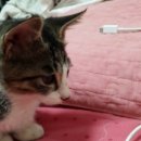 [서울/경기] 건물 안에 버려졌던 아기고양이, 애교 많고 너무 사랑스러운 순한 고양이에요. 고봉이 입니다~^^ 이미지