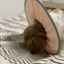 동물의왕국 동물병원 이미지