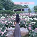 서울 수국 명소 초안산 수국동산 축제 전 미리 다녀온 후기 (포토존, 주차, 방문 꿀팁)