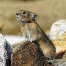 심심토끼 이미지