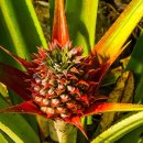 파인애플 이미지