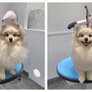 포메른 펫살롱 이미지