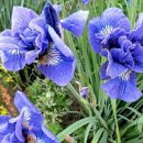 아이리스(IRIS) 이미지